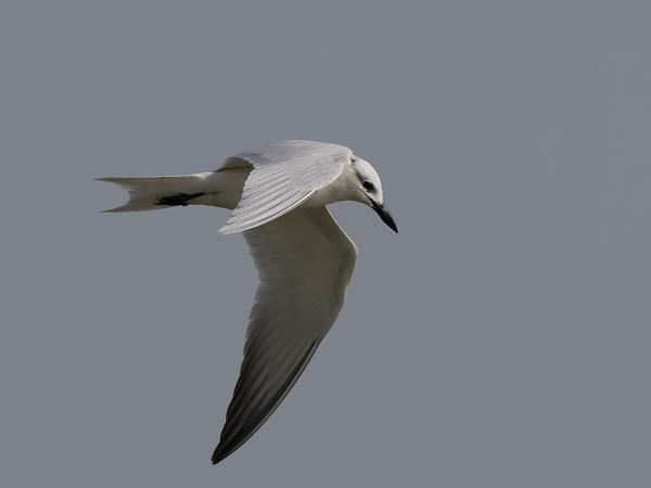 <h3><a href="/trips/gambia/biota/animalia/chordata/aves/024 charadriiformes/017 laridae/gelochelidon nilotica/gelochelidon nilotica-nl.html">Gelochelidon&nbsp;nilotica</a> / Gull‑billed&nbsp;tern / Lachstern</h3>OM-1 Mark II met OLYMPUS M.150-400mm F4.5, 1/2500 sec  bij F5.0, ISO 200, afstand 38.8&nbsp;m
